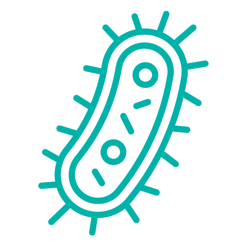 BACTERIA.png